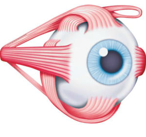 Four Recti muscles attach at the top, bottom, left and right of each eye while two Oblique muscles wrap around each eye.