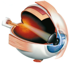 Light enters through the cornea, the iris lets a certain amount through the pupil, the lens focuses the light onto the retina in the back of the eye where a signal gets sent through the optic nerve to the visual cortex in the brain.