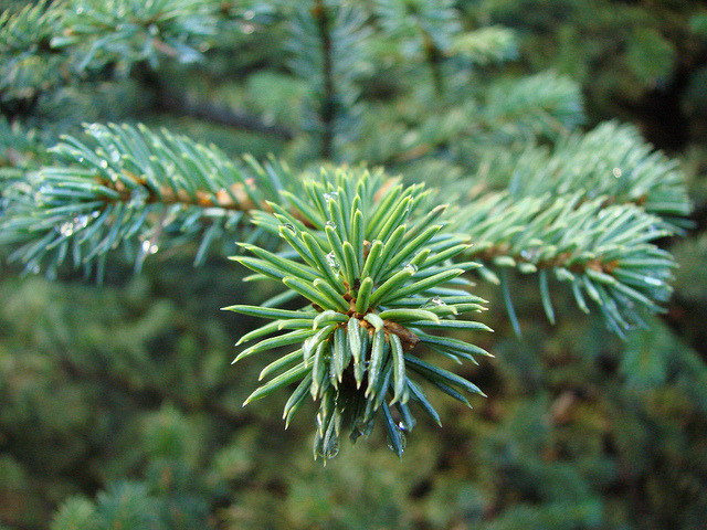 Farsighted? Think up-close thoughts by visualizing the fine detail of each individual pine needle.